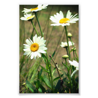Daisy photo print