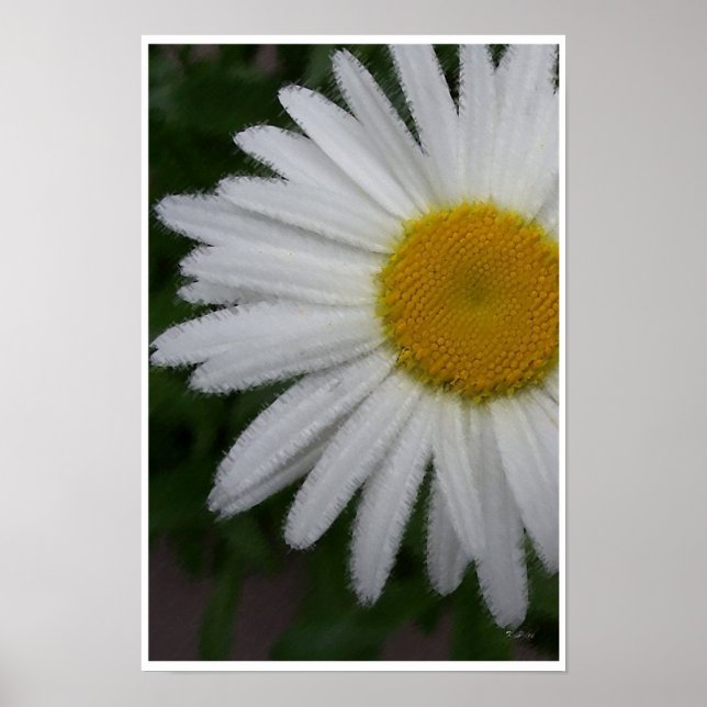 Daisy Portrait SK Poster (Front)