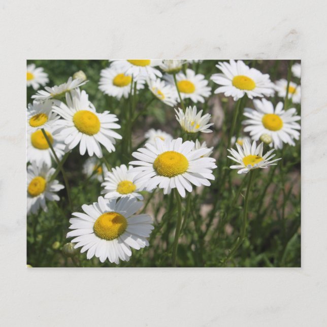 Daisy postcard (Front)