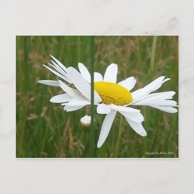 Daisy - Postcard (Front)
