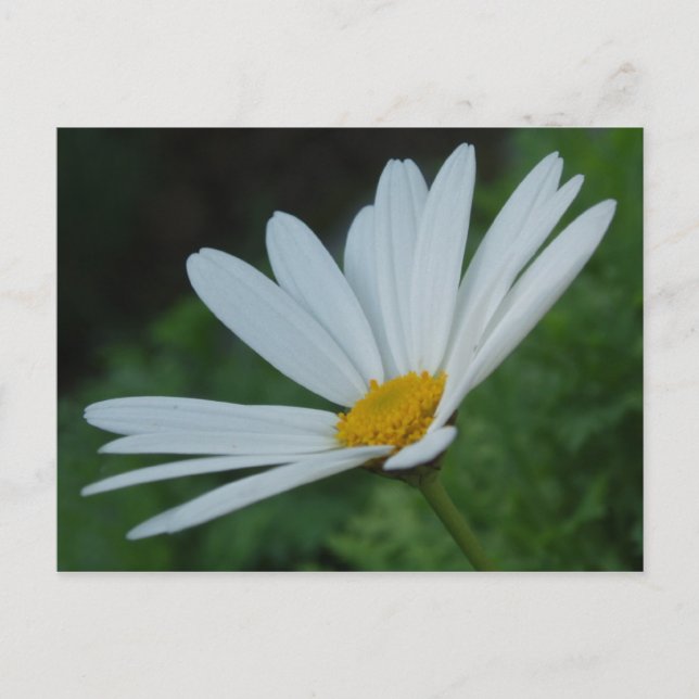 Daisy Postcard (Front)