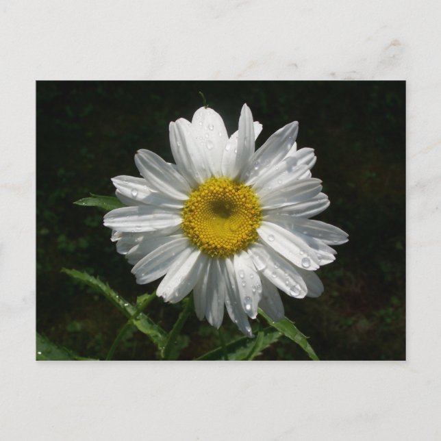 Daisy Postcard (Front)