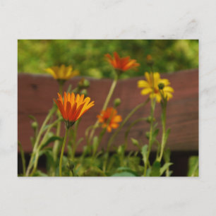 Daisy-Postcard Postcard