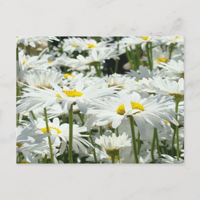 Daisy Postcards custom Add Your Message Daisies (Front)