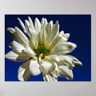 Daisy Poster