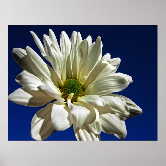 Daisy Poster (Front)