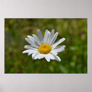 Daisy Poster