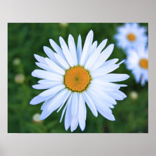 Daisy Poster