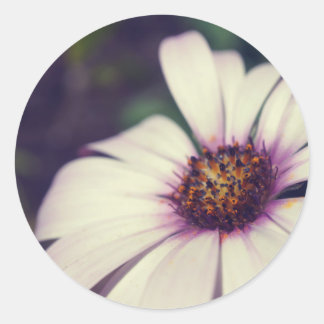 Daisy print. classic round sticker