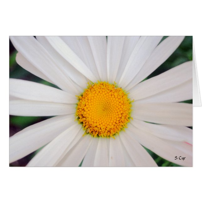 Daisy, S Cyr (Front Horizontal)