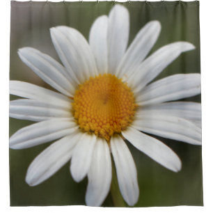 Daisy shower