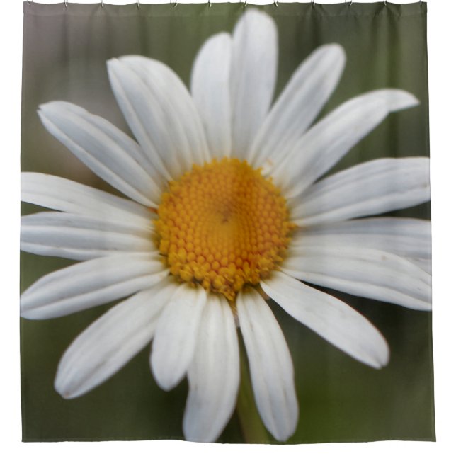 Daisy   shower (Front)