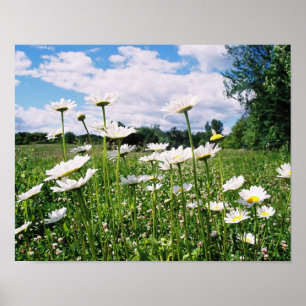 Daisy Sky Poster