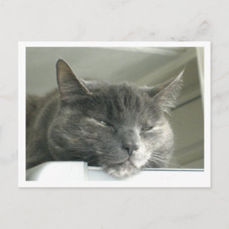 Daisy Sleeping Postcard