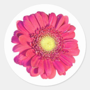 daisy sticker
