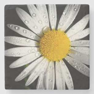 Daisy Stone Coaster