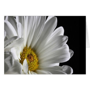 Daisy sur l'Arrière - plan noir