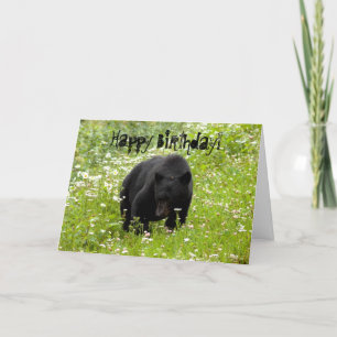 Daisy The Black Bear; Happy Birthday Card