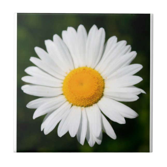 daisy tile (Front)
