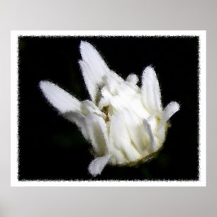 Daisy Unfolding Flower Floral Photography Poster