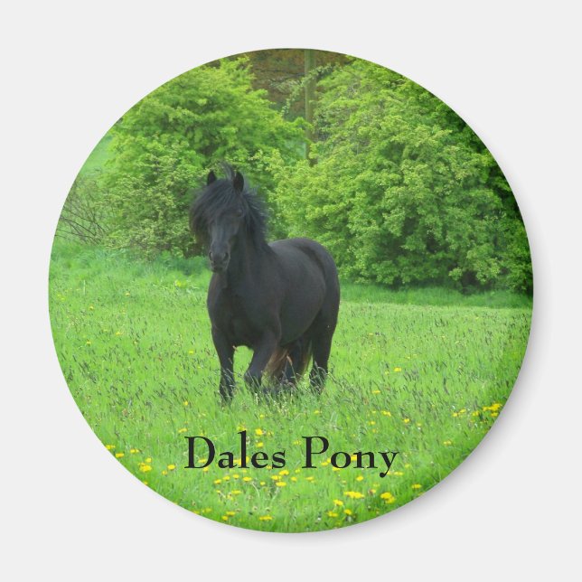 Dales Pony button Magnet (Front)