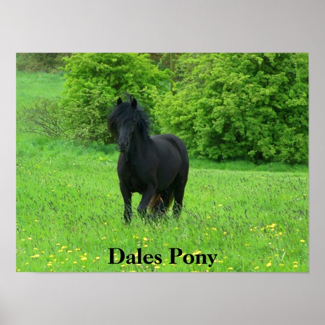 Dales Pony Poster (Front)