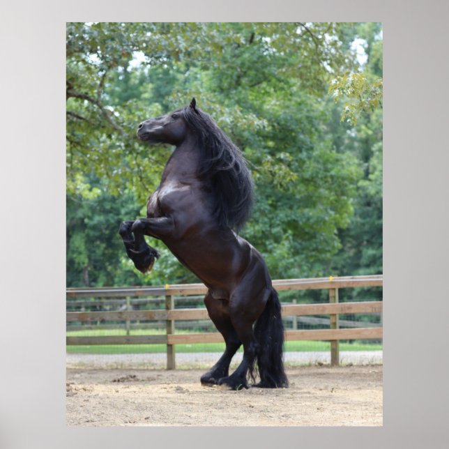 Dales Pony poster (Front)