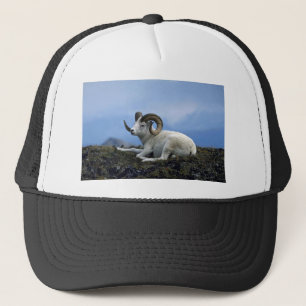 Dall sheep (Large ram lying down) Trucker Hat
