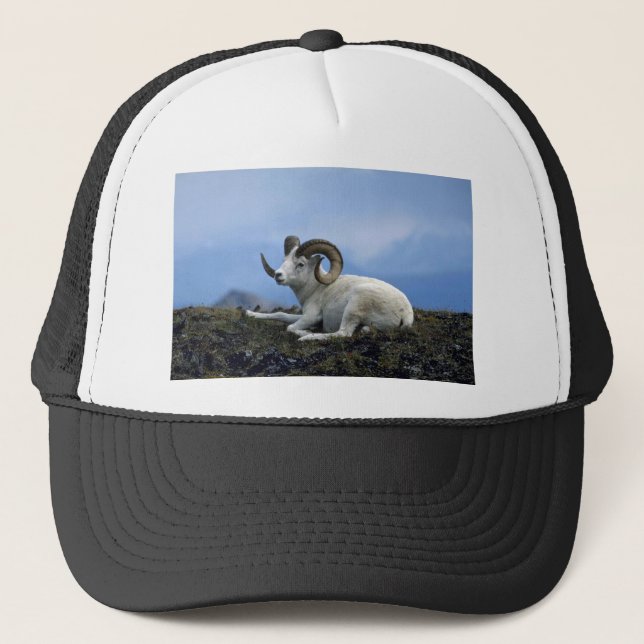 Dall sheep (Large ram lying down) Trucker Hat (Front)