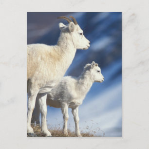 dall sheep, Ovis dalli, ewe and lamb on a Postcard