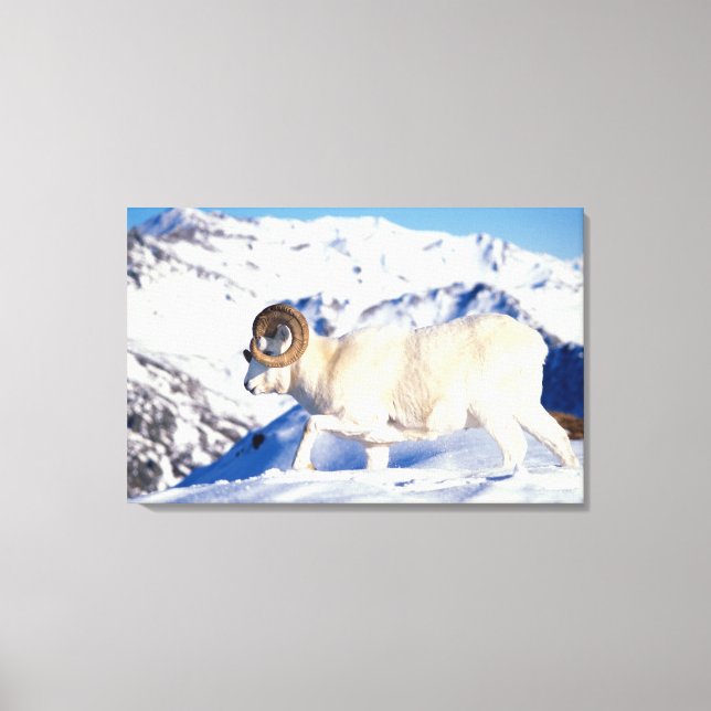 dall sheep, Ovis dalli, full curl ram Canvas Print (Front)