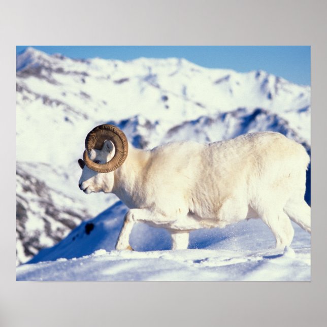 dall sheep, Ovis dalli, full curl ram on a Poster (Front)