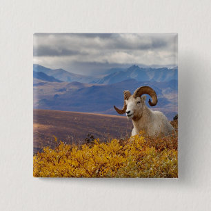 dall sheep, Ovis dalli, ram 2 Inch Square Button