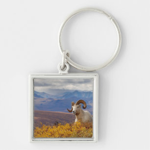 dall sheep, Ovis dalli, ram Keychain