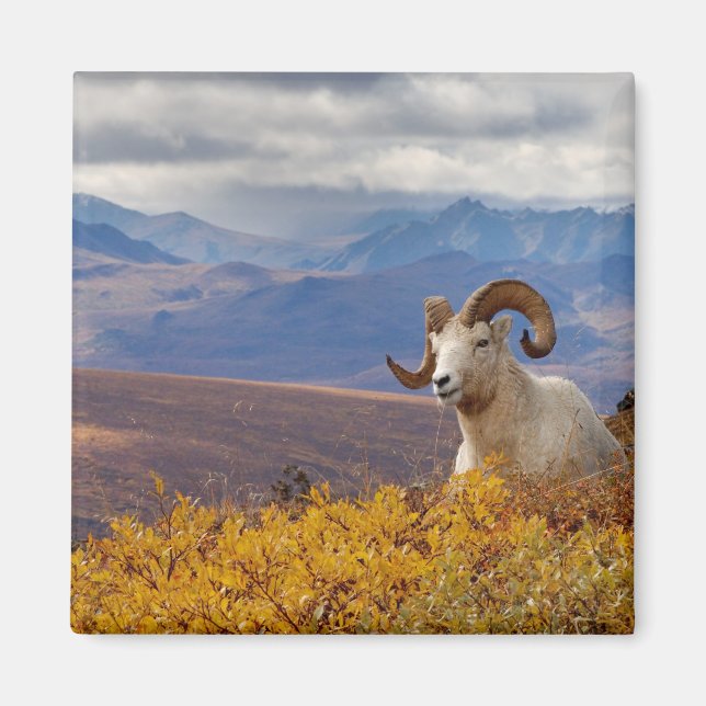dall sheep, Ovis dalli, ram Magnet (Front)