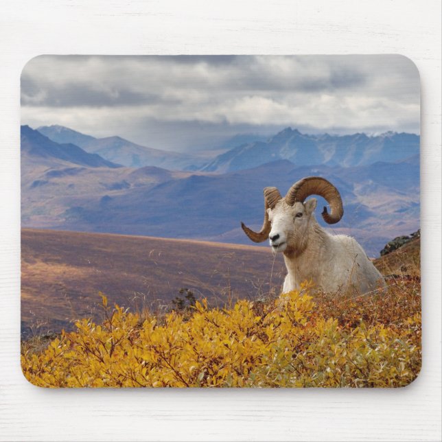 dall sheep, Ovis dalli, ram Mouse Pad (Front)