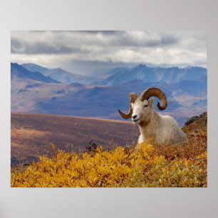 dall sheep, Ovis dalli, ram Poster