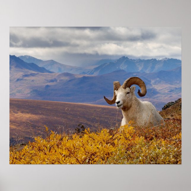 dall sheep, Ovis dalli, ram resting on a Poster (Front)