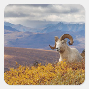 dall sheep, Ovis dalli, ram Square Sticker