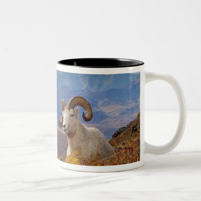 dall sheep, Ovis dalli, ram Two-Tone Coffee Mug (Right)
