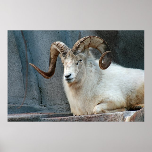 Dall Sheep Poster (Front)