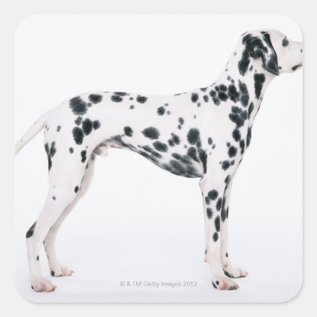 Dalmatian 3 square sticker (Front)