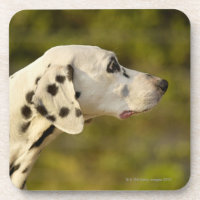 Dalmatian 4