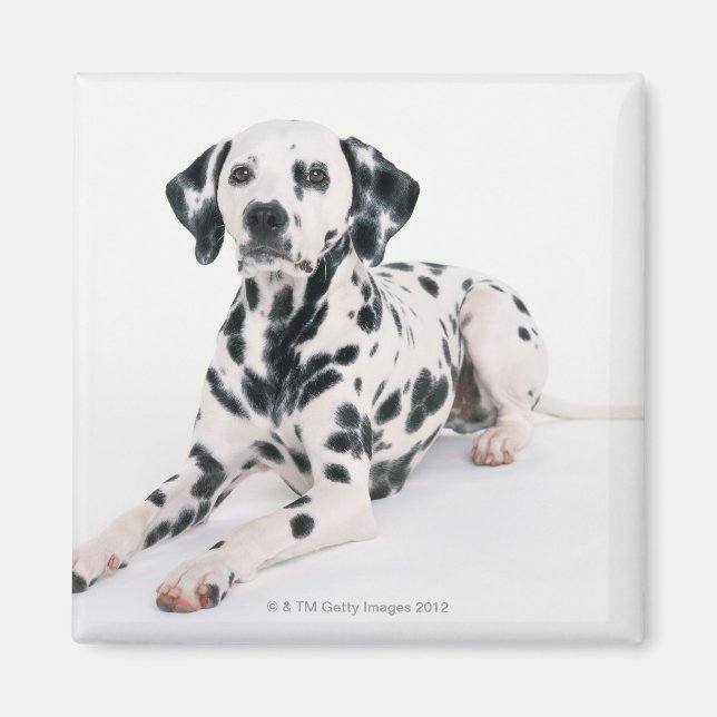 Dalmatian 4 magnet (Front)