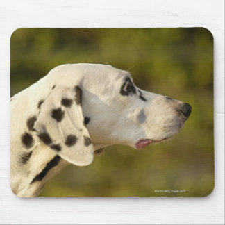 Dalmatian 4 mouse pad