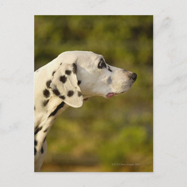 Dalmatian 4 postcard (Front)