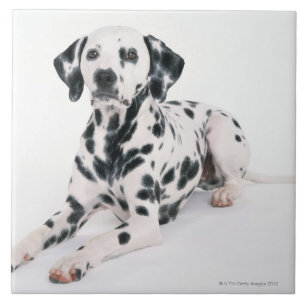 Dalmatian 4 tile