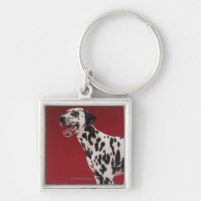 Dalmatian 6 keychain (Front)