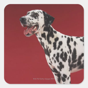 Dalmatian 6 square sticker