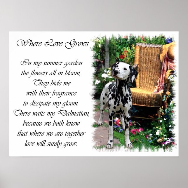 Dalmatian Art Print (Front)